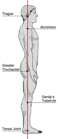 Improve Your Posture: Learn the 3 Curves of the Spine - The Whole U