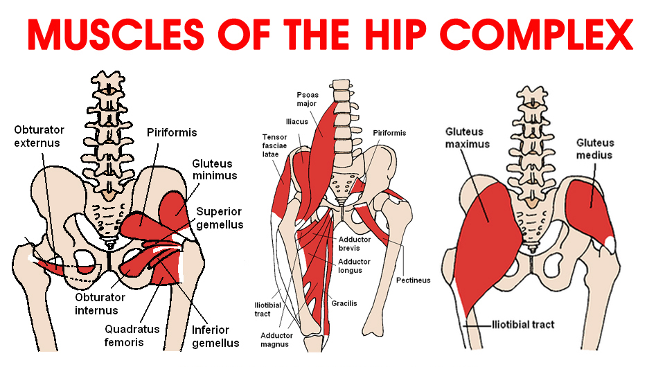 Hip Location Chart